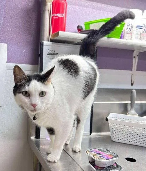 An adult medium-sized male Black & White / Tuxedo Domestic Short Hair cat named Meowboy for adoption in Knoxville, IA