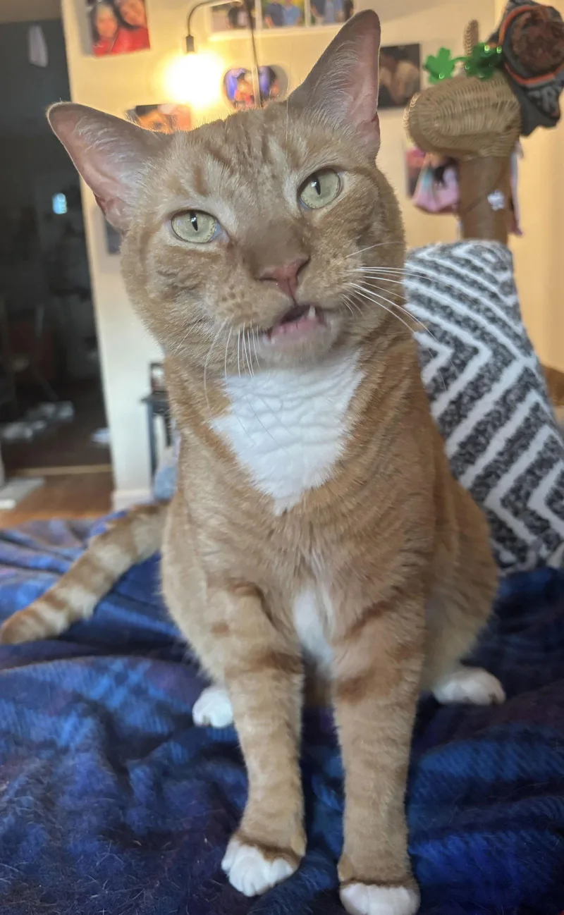 Diesel  Willow Grove thumbnail 2