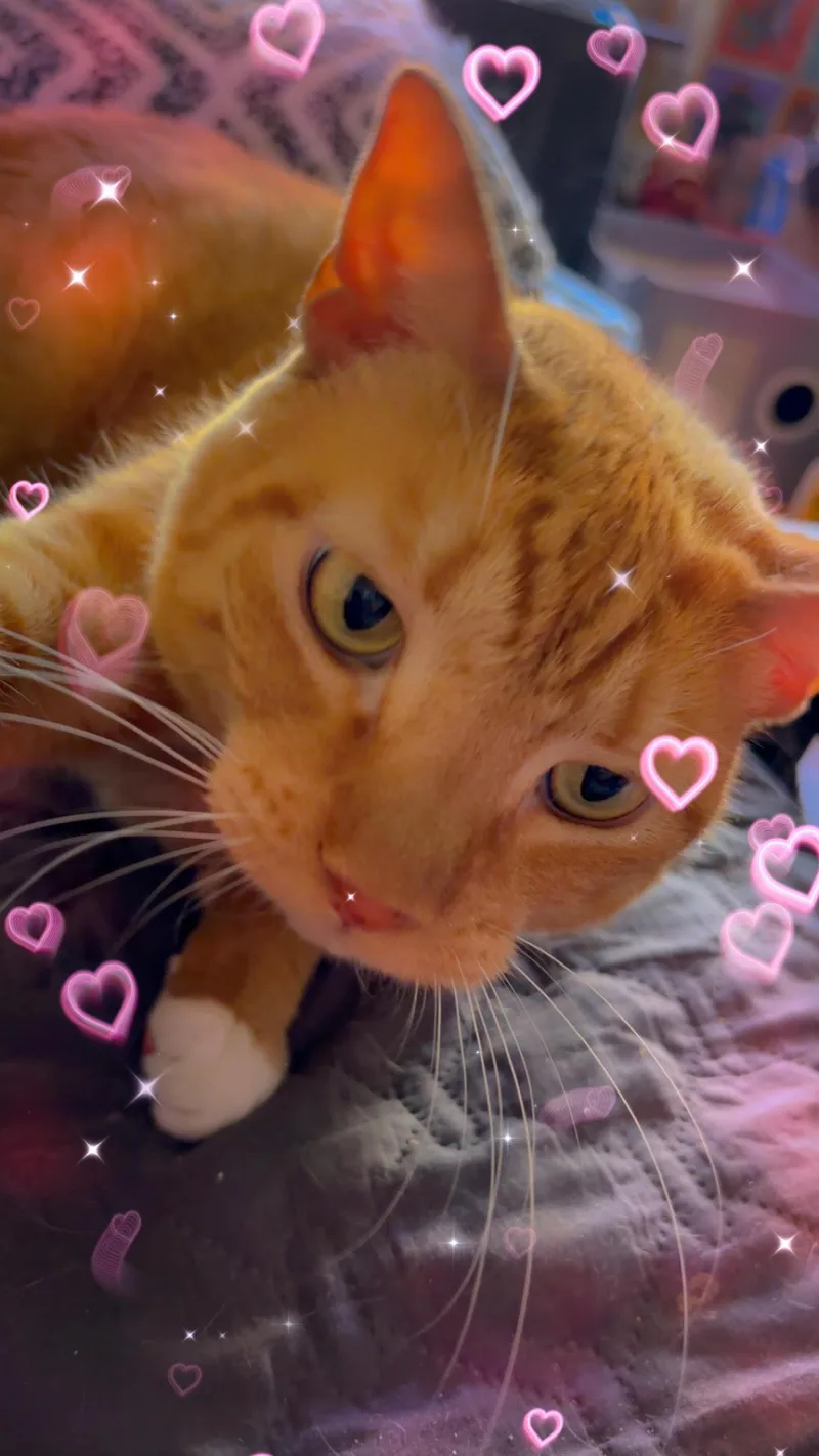 Diesel  Willow Grove