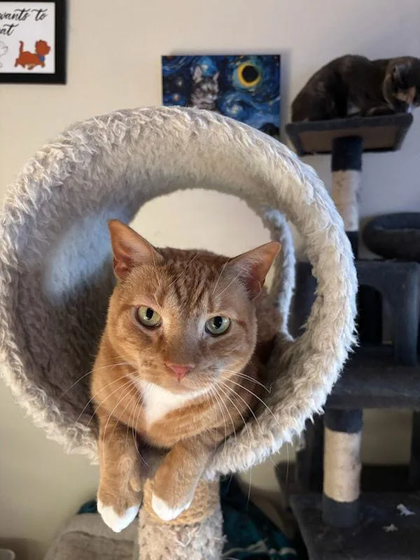 Diesel  Willow Grove thumbnail 3