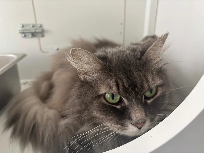A senior small-sized female Domestic Long Hair cat named Angel for adoption in Gorham, ME