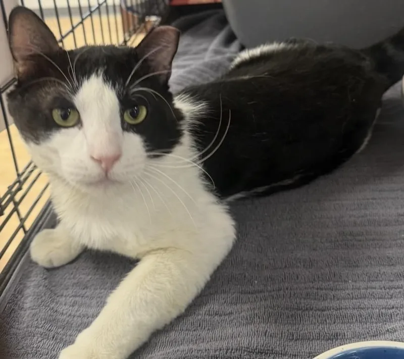 An adult large-sized male Black Domestic Short Hair cat named Clint Oakwood for adoption in Chandler, AZ