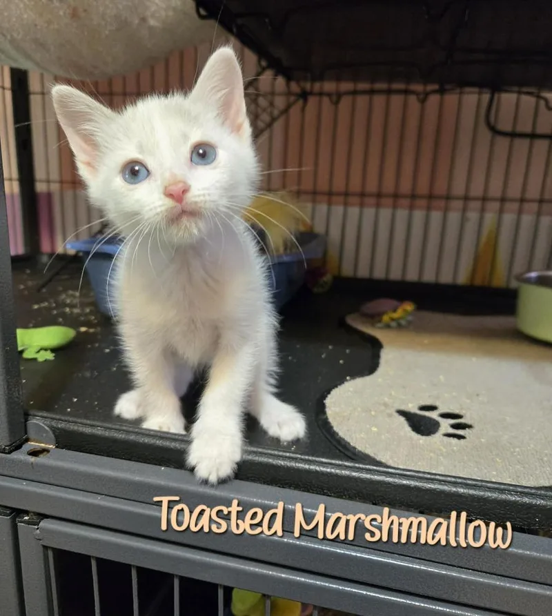 A baby small-sized male White Domestic Short Hair cat named Toasted Marshmallow for adoption in Bossier City, LA