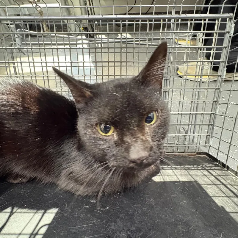 An adult medium-sized male Black Domestic Short Hair cat named Feral Crawfish for adoption in Columbiana, AL