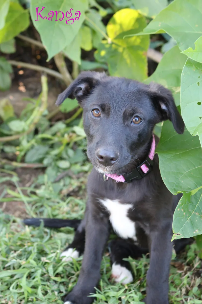 A baby medium-sized female Labrador Retriever dog named Kanga AcreWood for adoption in Wakefield, RI