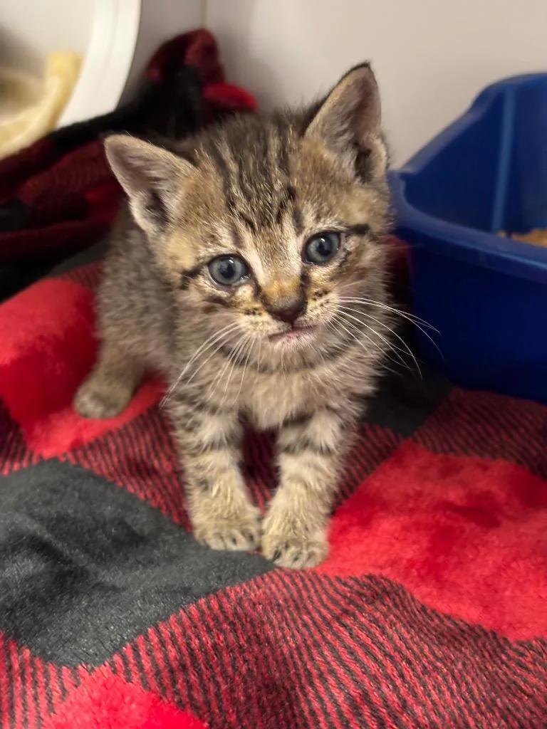A baby small-sized female Domestic Short Hair cat named Cassie for adoption in Liverpool, NY
