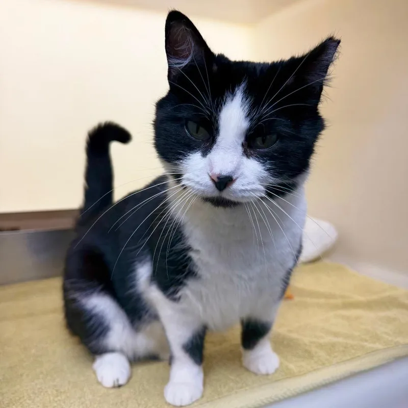 An adult medium-sized female Black Domestic Short Hair cat named Squeaky for adoption in Harrisonburg, VA