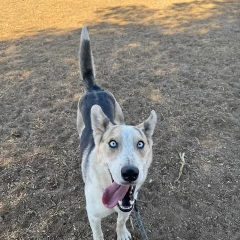 Elsie
