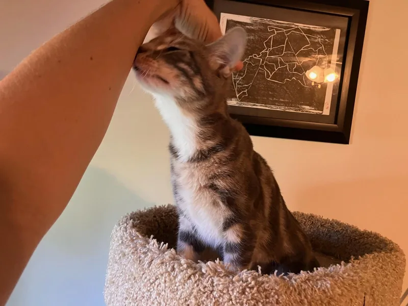 A baby medium-sized female Domestic Short Hair cat named Bubbles for adoption in Raeford, NC