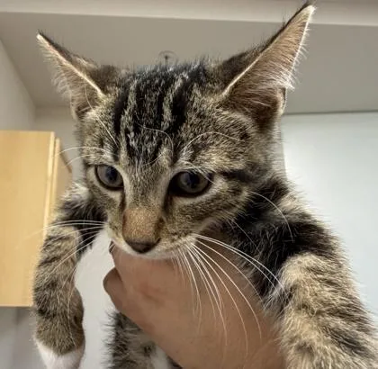 A baby small-sized male Domestic Short Hair cat named Mal for adoption in Sacramento, CA