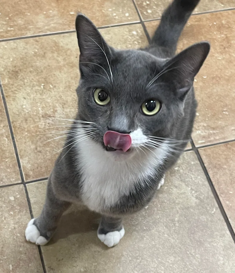A young medium-sized male Gray & White Tuxedo cat named Csi Dr Gil Grissom for adoption in HEMET, CA