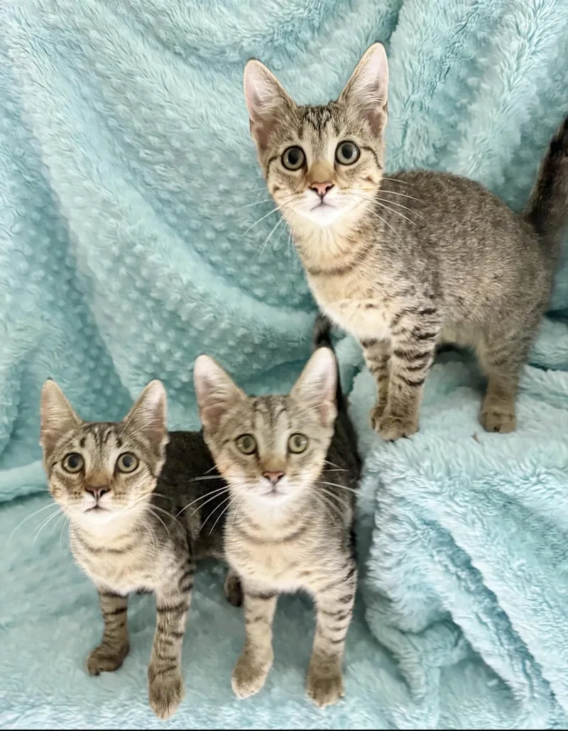 A baby small-sized female Tabby (Brown / Chocolate) Tabby cat named Three musketeers for adoption in Homestead, FL