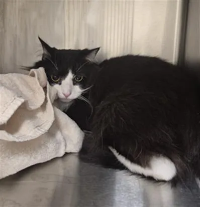 An adult medium-sized male Domestic Medium Hair cat named Jinx for adoption in Hagerstown, MD