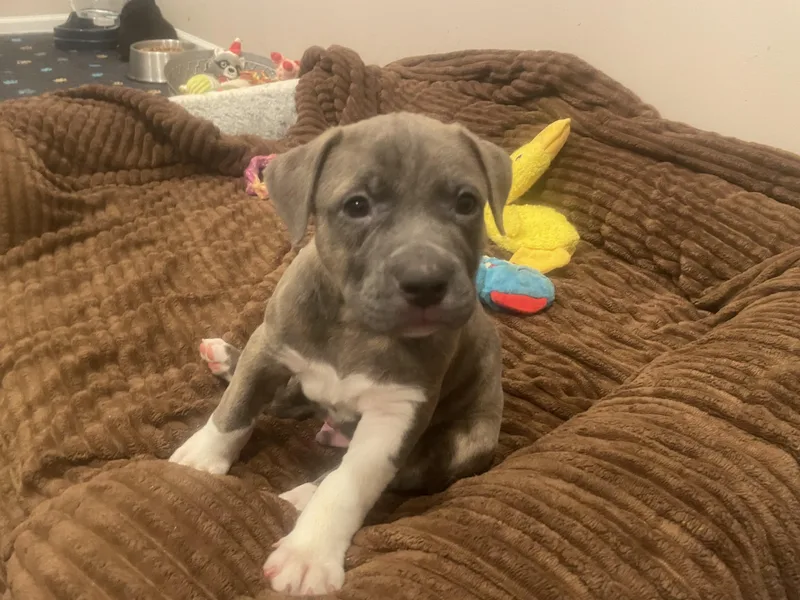 A baby large-sized male Brindle Catahoula Leopard Dog dog named Moose for adoption in Union Grove, WI