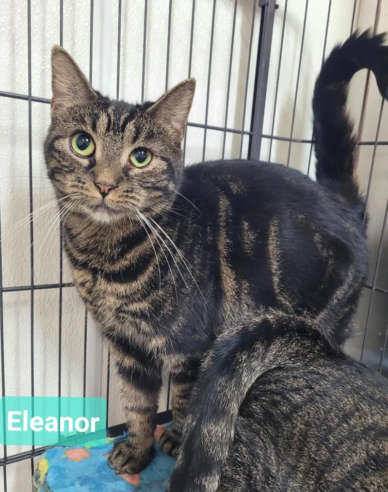 A young medium-sized female Domestic Short Hair cat named Eleanor for adoption in Richmond, IN