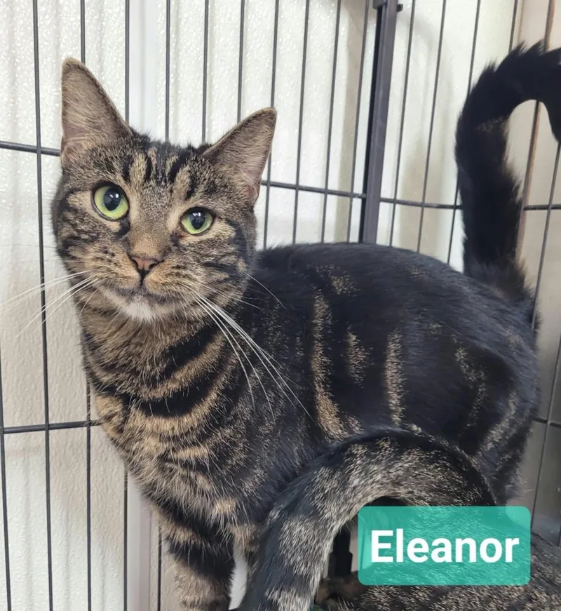 Eleanor thumbnail 2