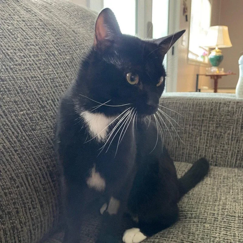 A baby medium-sized male Black & White / Tuxedo Domestic Short Hair cat named Late Show for adoption in Candler, NC