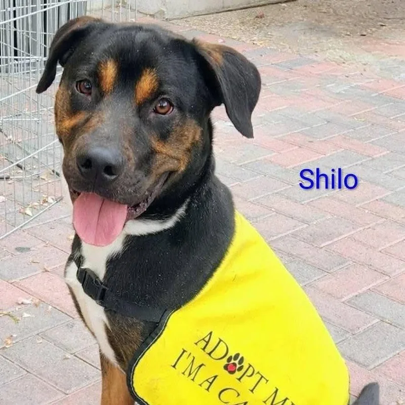 Shilo