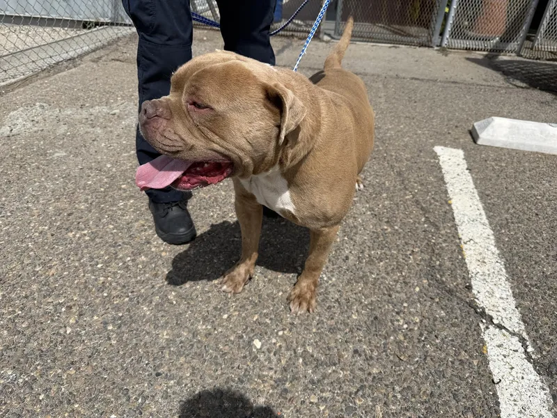 An adult medium-sized male Yellow / Tan / Blond / Fawn Dogue de Bordeaux dog named Goofy for adoption in Oakdale, CA