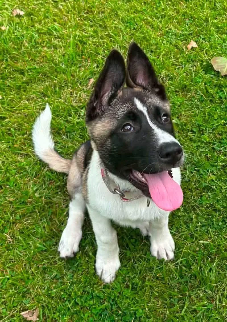 A young large-sized female Akita dog named Rebel for adoption in Chicago, IL
