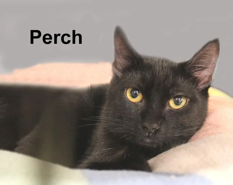 A baby medium-sized female Black Domestic Short Hair cat named Perch Gil for adoption in Stowe, PA