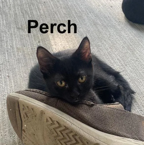 Perch Gil thumbnail 2