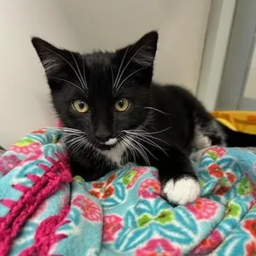 A baby medium-sized male Black Domestic Short Hair cat named Tailgate for adoption in Manassas, VA