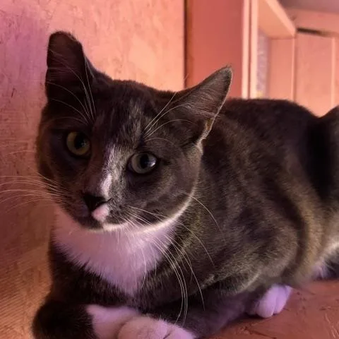 A baby medium-sized female Gray & White Tuxedo cat named Flurry for adoption in Springfield, OR