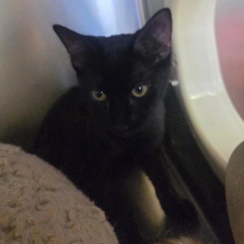 A baby small-sized male Black Domestic Medium Hair cat named Trois for adoption in Spokane, WA