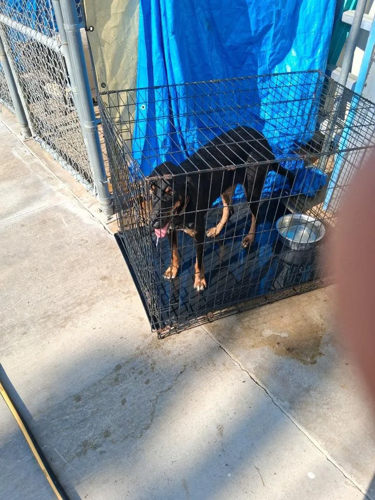 An adult large-sized male Hound dog named Whiskey for adoption in Brownwood, TX