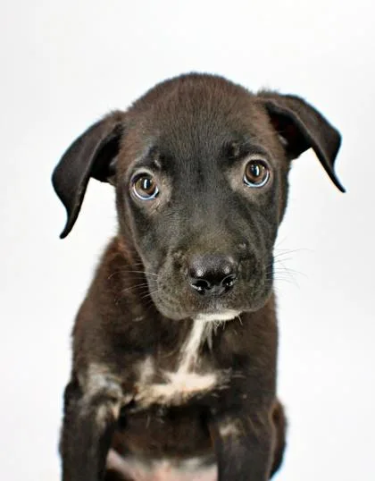 A baby large-sized male Labrador Retriever dog named Jason for adoption in Morton Grove, IL