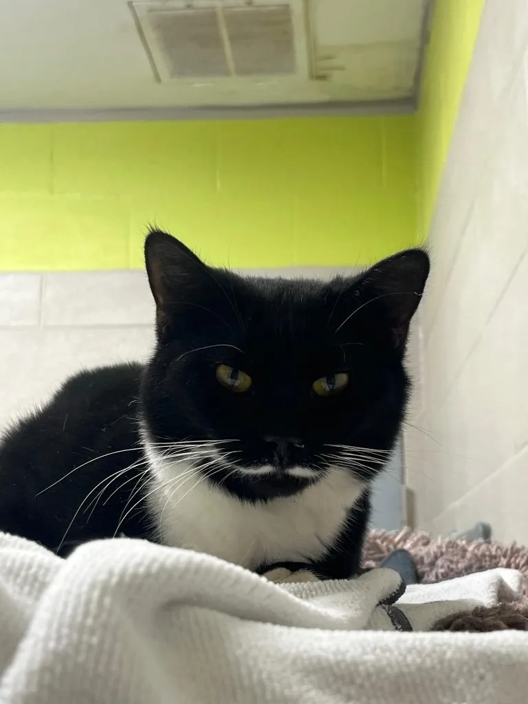 A baby medium-sized female Domestic Short Hair cat named Milkyway for adoption in Berlin, MD