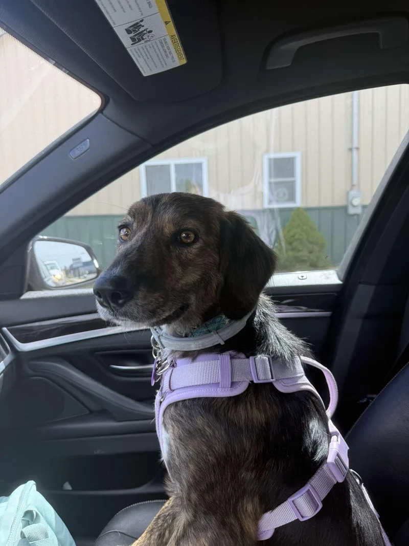 An adult medium-sized female Hound dog named Tank girl for adoption in Howes Cave, NY