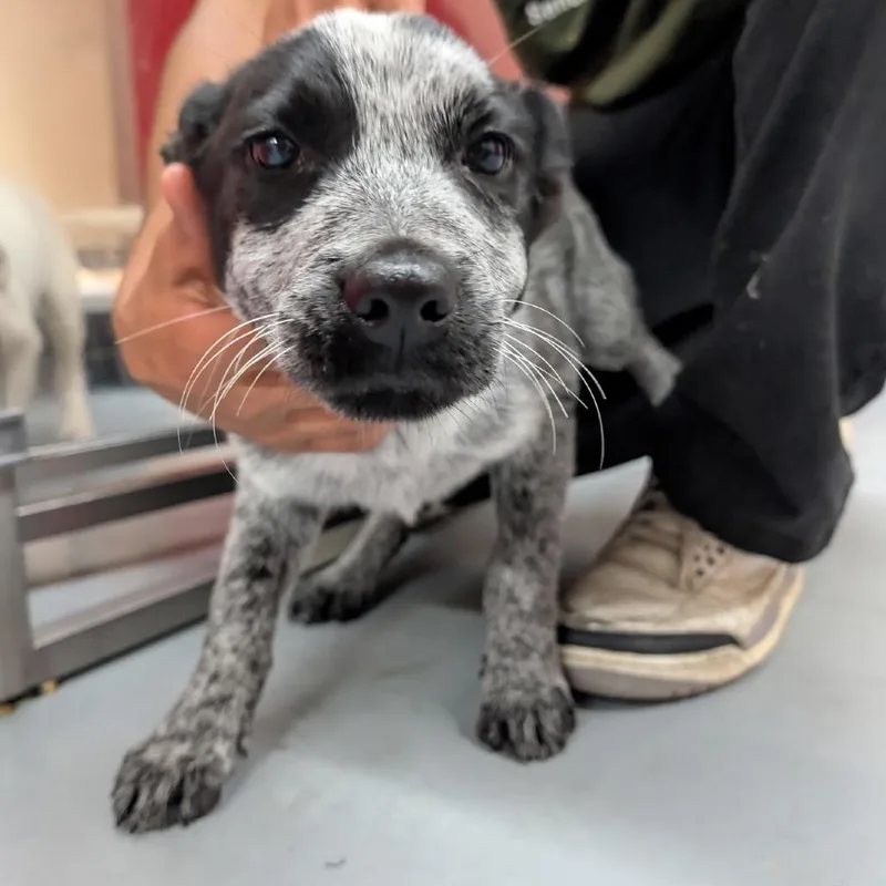 A baby medium-sized female Black Australian Cattle Dog / Blue Heeler dog named Wren for adoption in Point Richmond, CA