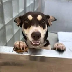 An adult medium-sized female Australian Kelpie dog named Groot for adoption in Washington, DC