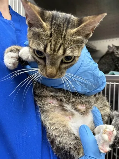 A young medium-sized female Domestic Short Hair cat named Flower for adoption in Killeen, TX