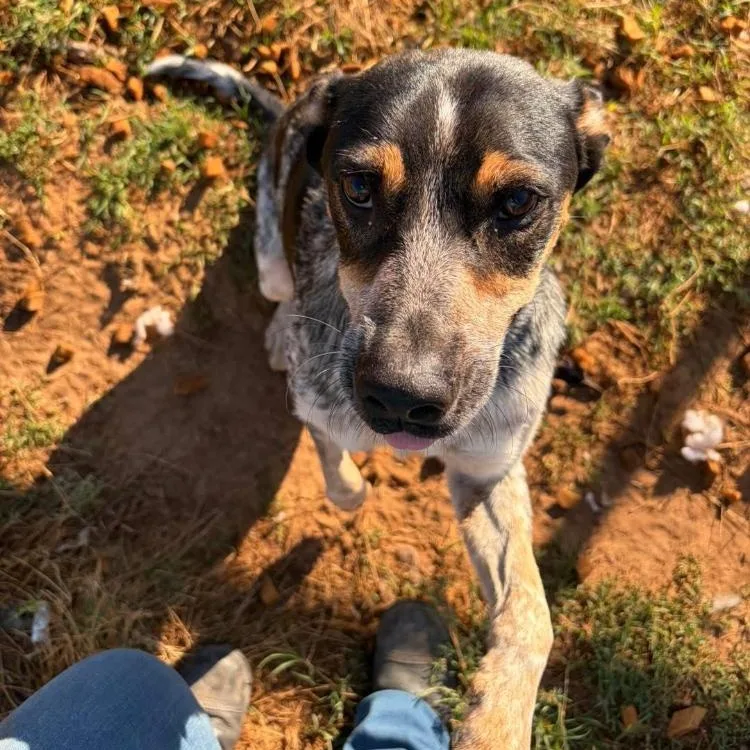 An adult medium-sized male Australian Cattle Dog / Blue Heeler dog named Ranger for adoption in Paradise, TX