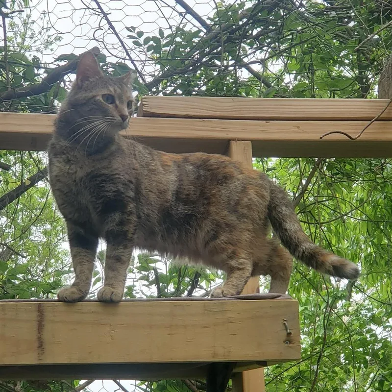 An adult medium-sized female Domestic Short Hair cat named Tabby for adoption in Memphis, TN