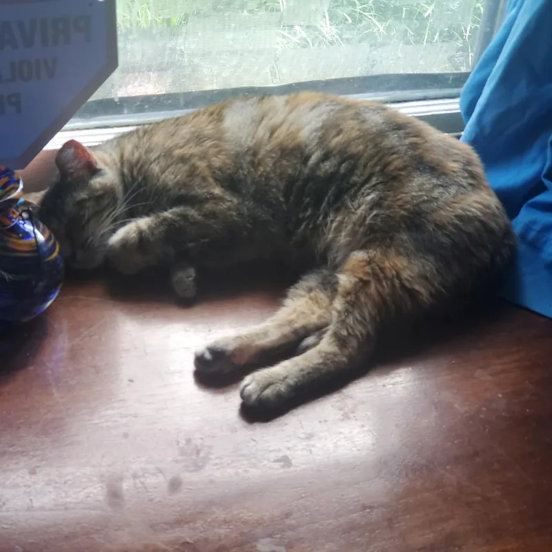 Tabby thumbnail 2