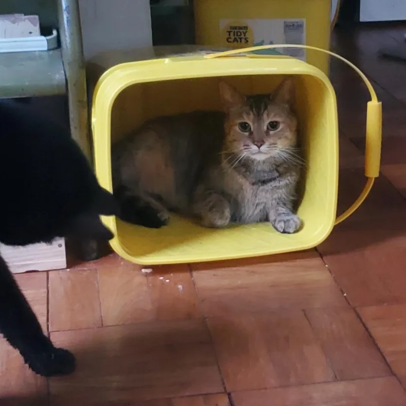 Tabby thumbnail 4