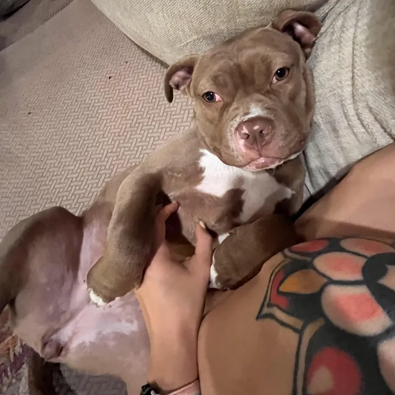 A baby medium-sized female Brown / Chocolate Pit Bull Terrier dog named Brooklyn for adoption in Elizabethtown, PA