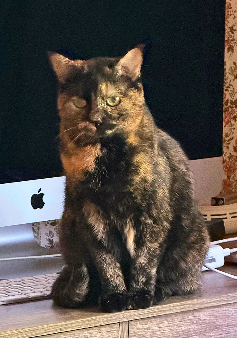 An adult medium-sized female Tortoiseshell Domestic Short Hair cat named Queen Ester for adoption in Fort Oglethorpe, GA