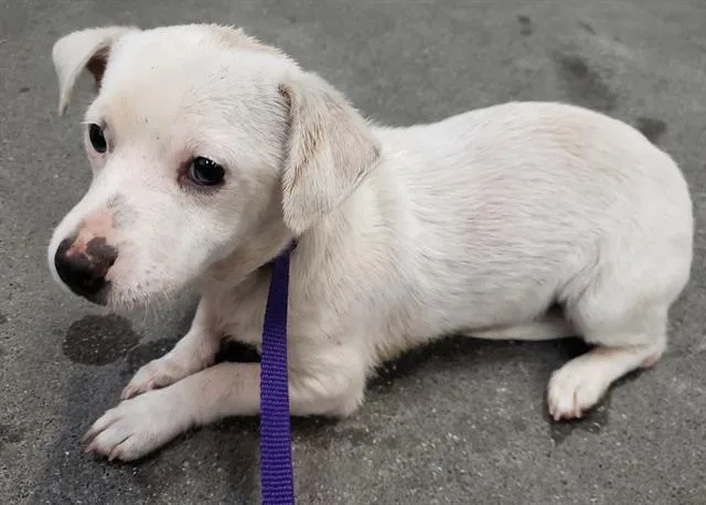 A baby small-sized male Chihuahua dog named Boomer for adoption in Fairfield, CA