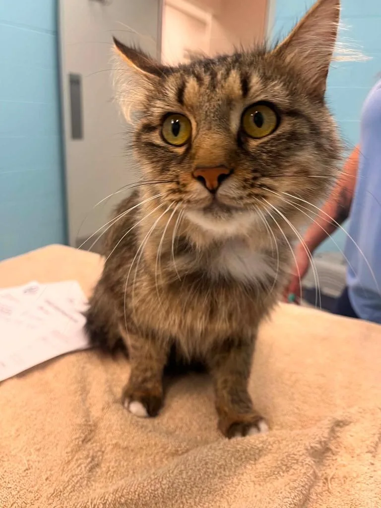 An adult medium-sized female Domestic Short Hair cat named D MomMilly for adoption in Frankfort, KY