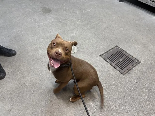A young medium-sized male Pit Bull Terrier dog named Bingo Von Dutch for adoption in Fairfield, CA