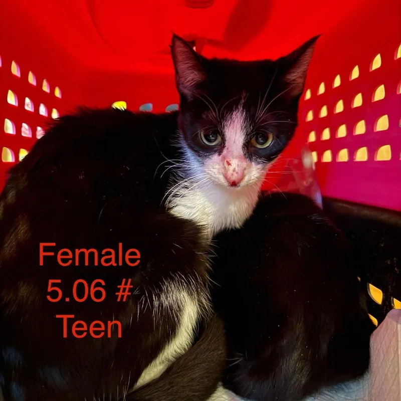 An adult medium-sized female Black Domestic Short Hair cat named Marshmallow for adoption in Spring Hill, KS