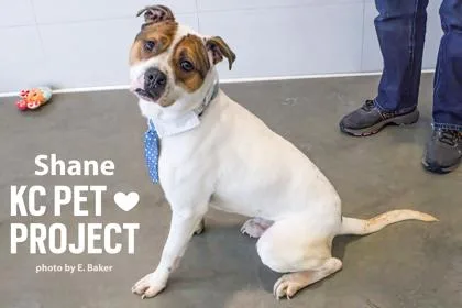 An adult large-sized male White / Cream Pit Bull Terrier dog named Shane for adoption in Kansas City, MO