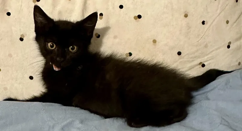 A baby medium-sized female Black Domestic Short Hair cat named Kara B for adoption in Fresno, CA