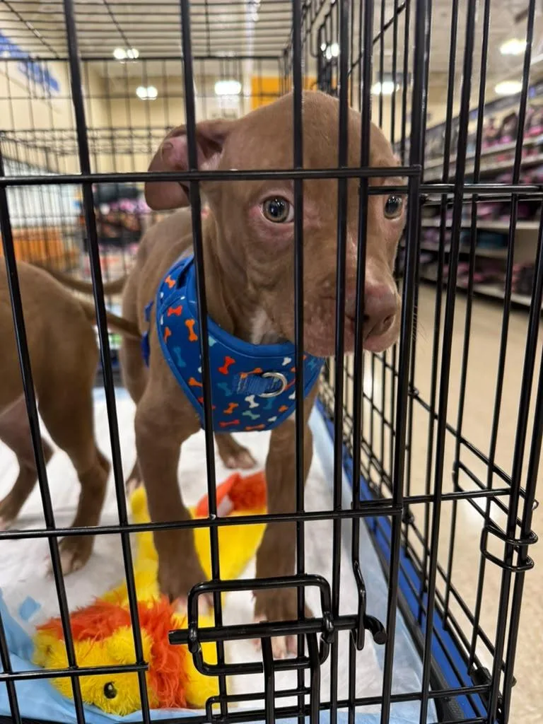 A baby medium-sized male Brown / Chocolate Pit Bull Terrier dog named Brownie for adoption in Tampa, FL