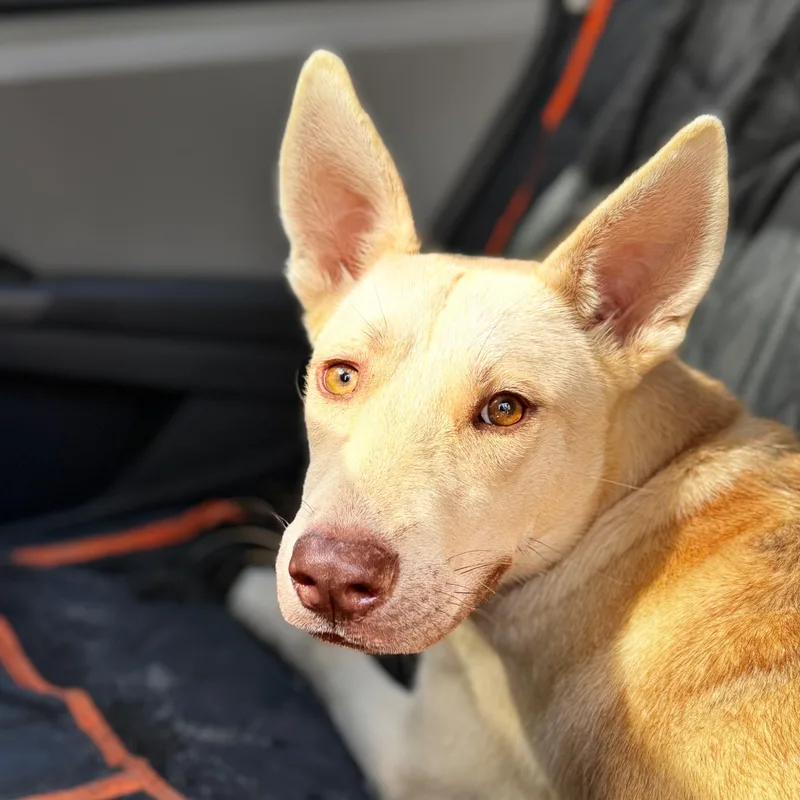 A young medium-sized male Apricot / Beige Husky dog named Sterling for adoption in Houston, TX